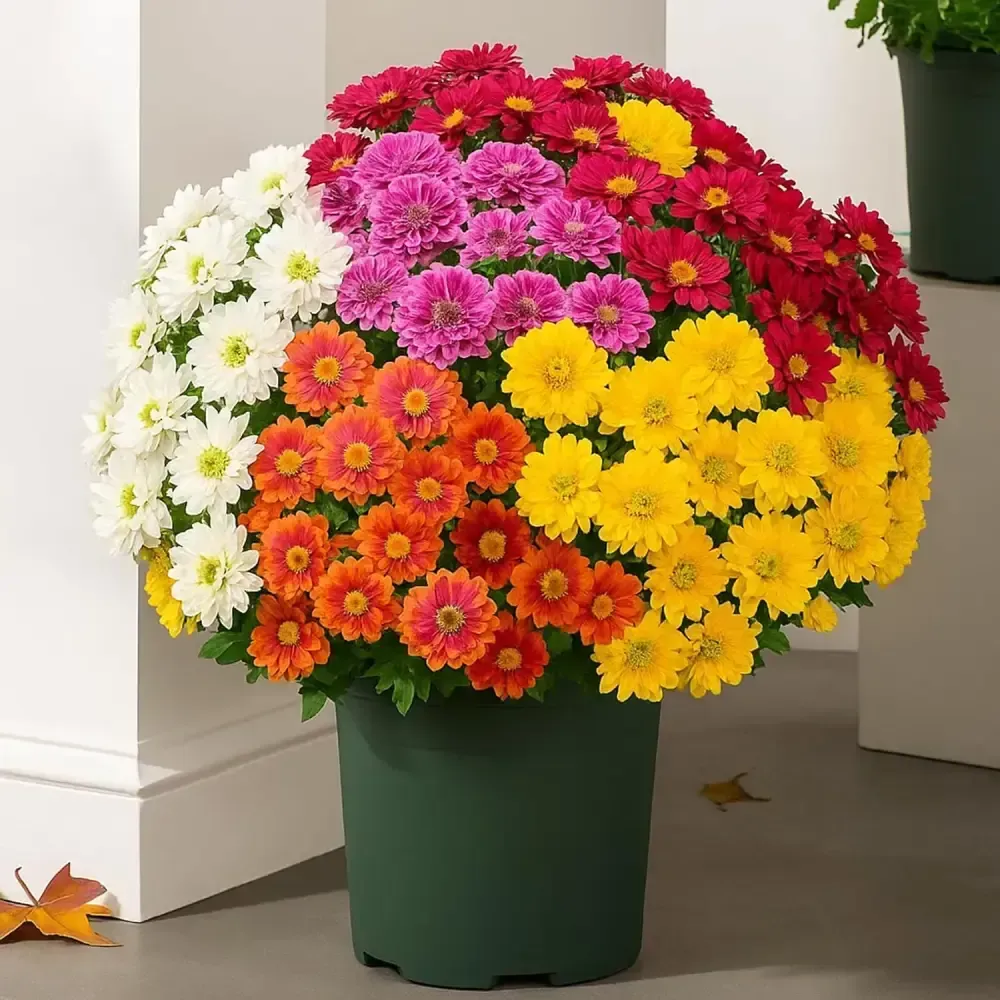 💥Last Day Each Only $2.99🌼- Artificial Outdoor Sunset Mums Flowers - UV resistant, Waterproof, Windproof