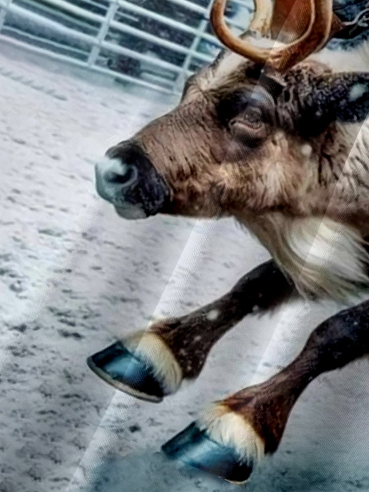 Moisture-wicking Wild Christmas Santa Cowboy Chest Pocket Hawaiian Shirt