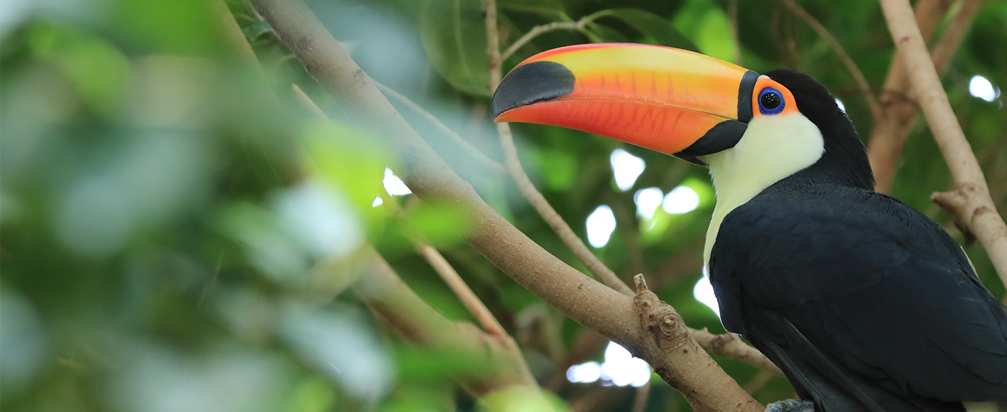 Fast and Near-silent Autofocus