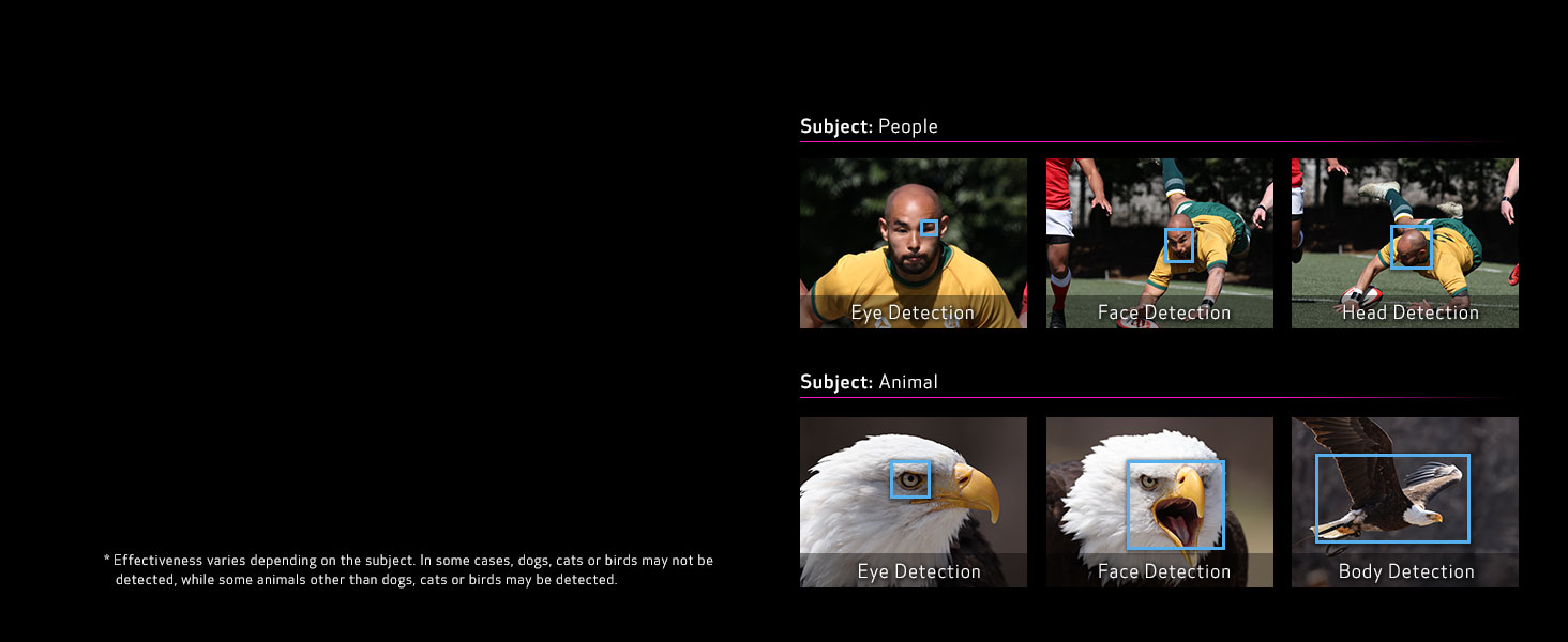 People & Animals in Focus 