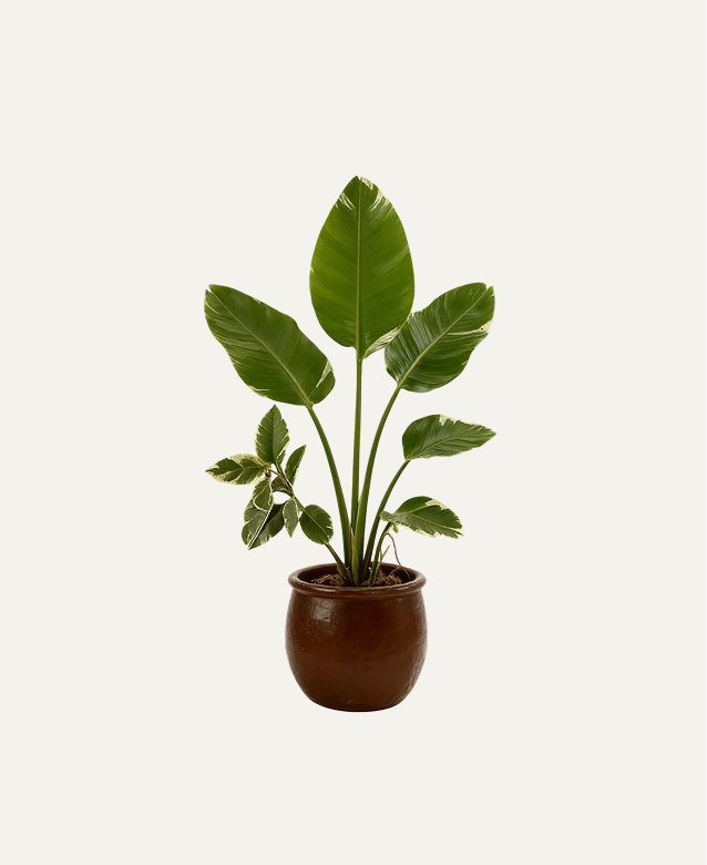 Demo-- houseplant