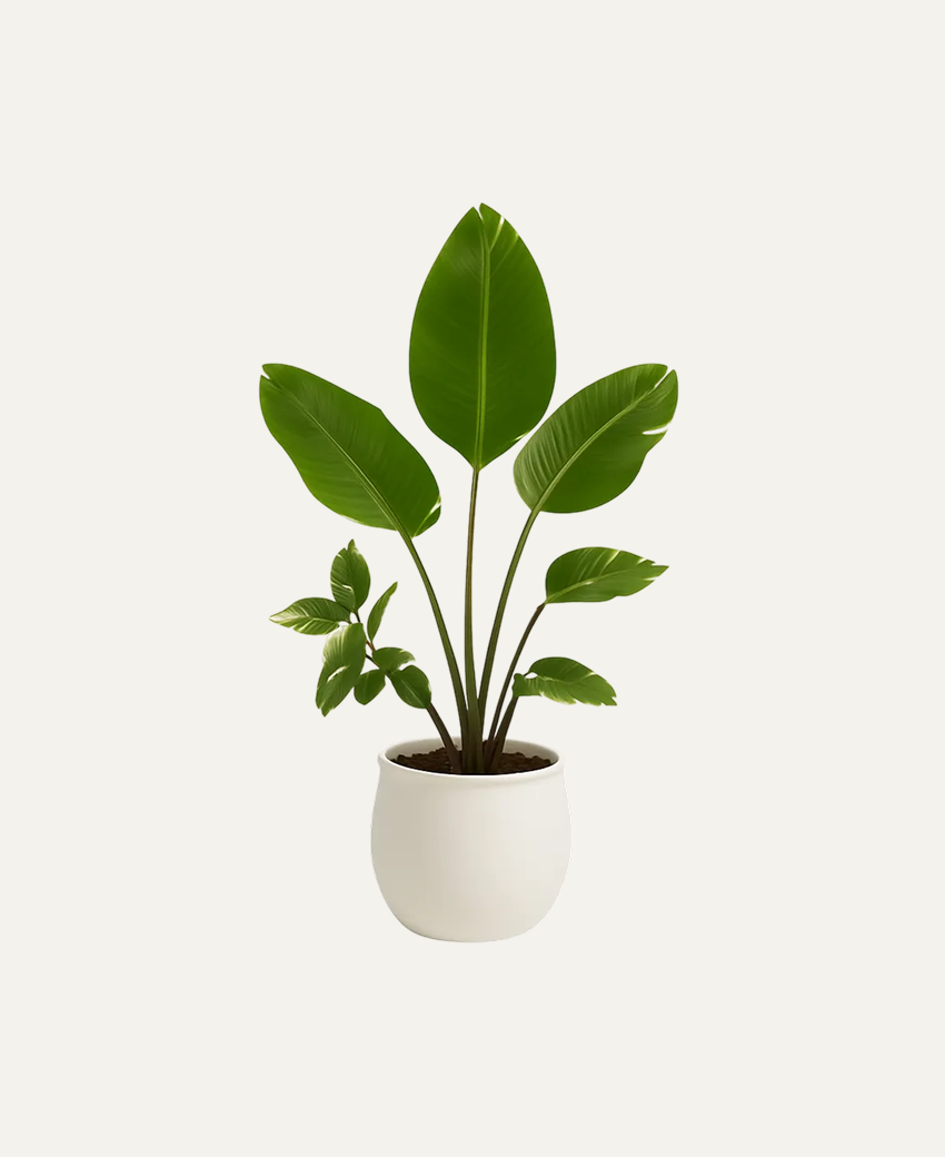 Morning Dew Plant Decor