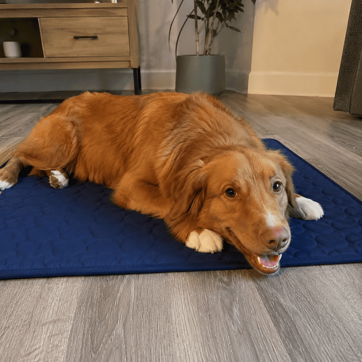 Happy dog on Klynein Cooling Mat — customer photo