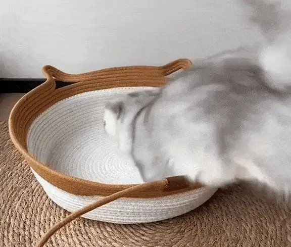 Cat resting in handwoven Klynein basket