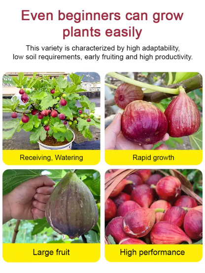 [Enjoy fresh fruit daily] Fig seedlings imported from Greece