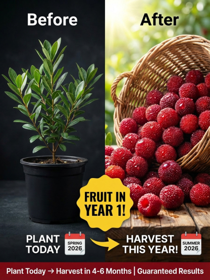 【Yumberry】The Mystical Oriental Berry Tree ✨ | 2-Year Sapling 🌱| Bears Fruit Same Year 🍓 | Self-Pollinating 🌸 | Cold-Hardy, Drought-Tolerant ❄️☀️