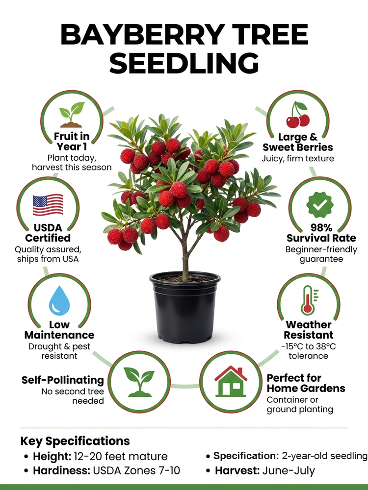 【Yumberry】The Mystical Oriental Berry Tree ✨ | 2-Year Sapling 🌱| Bears Fruit Same Year 🍓 | Self-Pollinating 🌸 | Cold-Hardy, Drought-Tolerant ❄️☀️