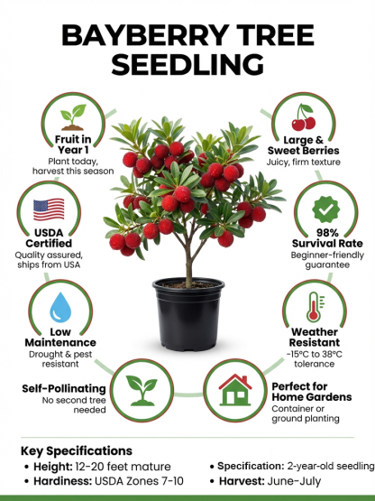 【Yumberry】The Mystical Oriental Berry Tree ✨ | 2-Year Sapling 🌱| Bears Fruit Same Year 🍓 | Self-Pollinating 🌸 | Cold-Hardy, Drought-Tolerant ❄️☀️