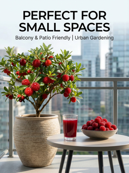 【Yumberry】The Mystical Oriental Berry Tree ✨ | 2-Year Sapling 🌱| Bears Fruit Same Year 🍓 | Self-Pollinating 🌸 | Cold-Hardy, Drought-Tolerant ❄️☀️