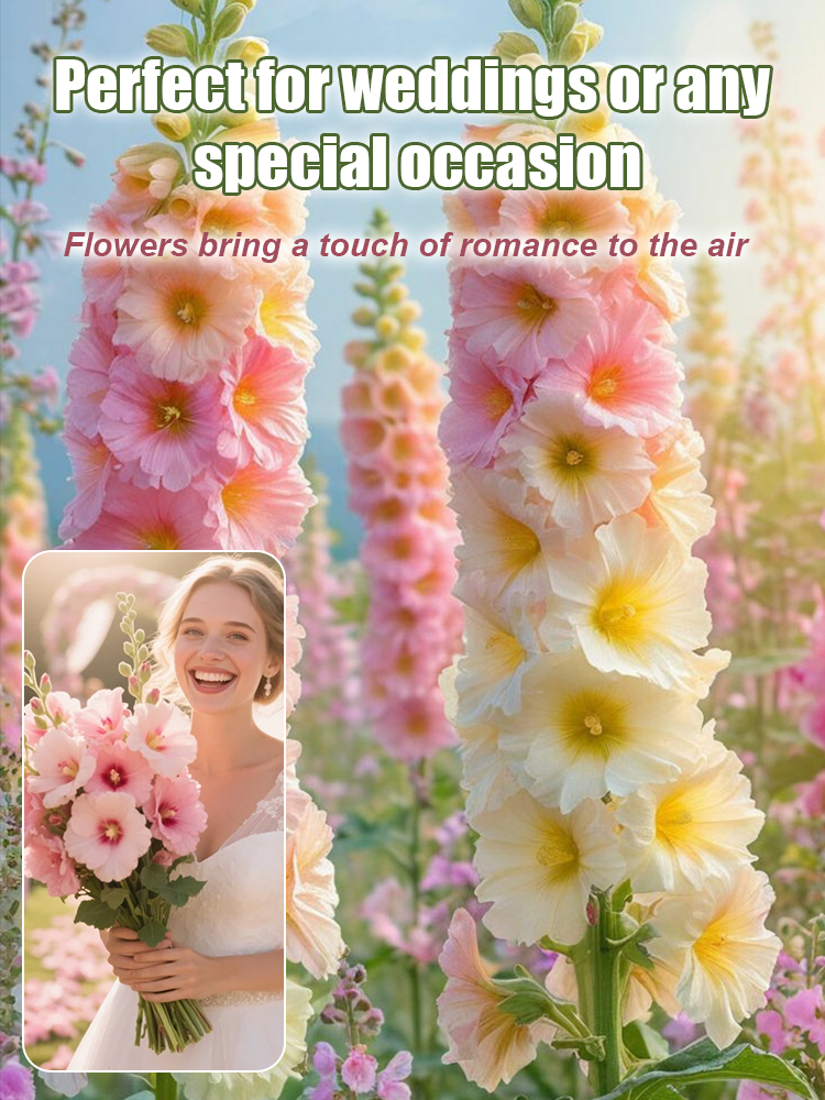 【Top choice for garden flower walls】🌸Multi-colored Hollyhock seeds