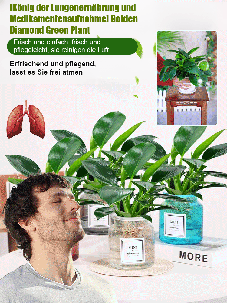  【Der König der Lungenheilung】Golden Diamond Green Plants. Er benötigt kein Sonnenlicht, ist pflegeleicht und verleiht Ihrem Zuhause einen duftenden und gesunden Duft.