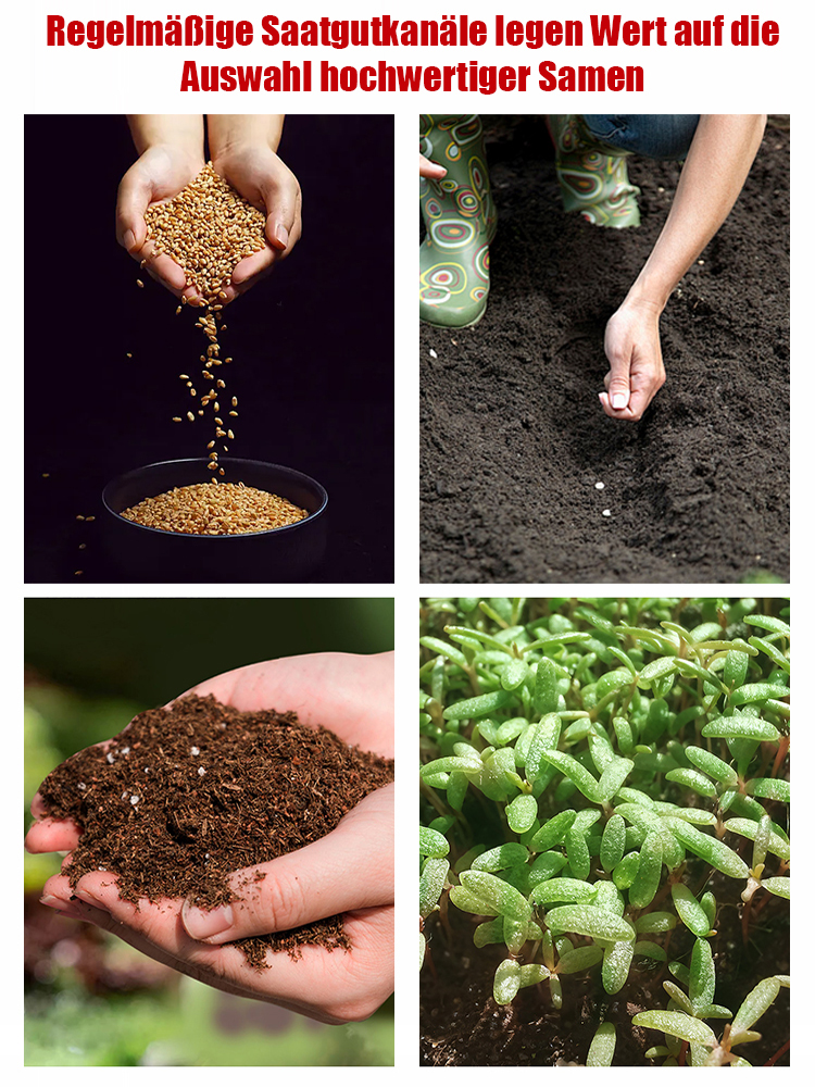 Winterharte Kletterrose: Maximale Pracht, minimaler Aufwand! 🏡