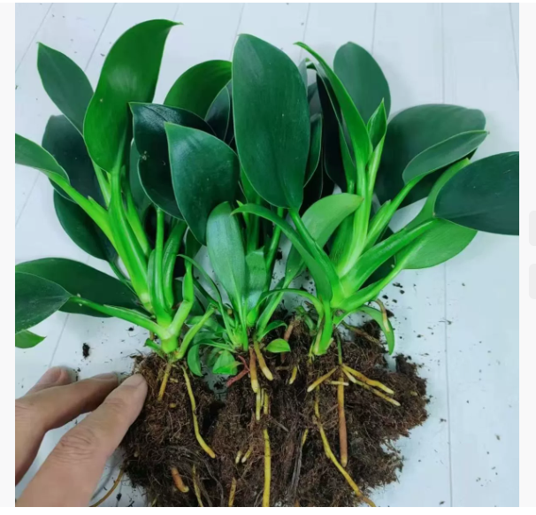 【Der König der Lungenheilung】Golden Diamond Green Plants. Er benötigt kein Sonnenlicht, ist pflegeleicht und verleiht Ihrem Zuhause einen duftenden und gesunden Duft.