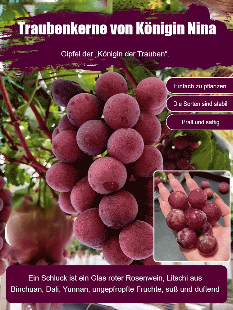 Queen Nina-Trauben mit natürlichem Weinaroma: Ernte ohne Spalier! 🍷