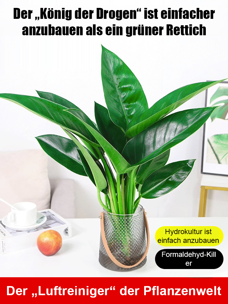  【Der König der Lungenheilung】Golden Diamond Green Plants. Er benötigt kein Sonnenlicht, ist pflegeleicht und verleiht Ihrem Zuhause einen duftenden und gesunden Duft.