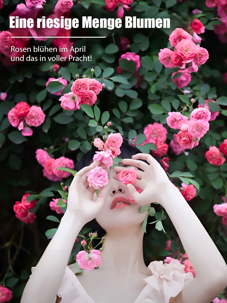 Winterharte Kletterrose: Maximale Pracht, minimaler Aufwand! 🏡