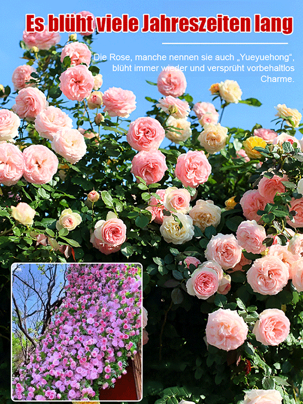 Winterharte Kletterrose: Maximale Pracht, minimaler Aufwand! 🏡