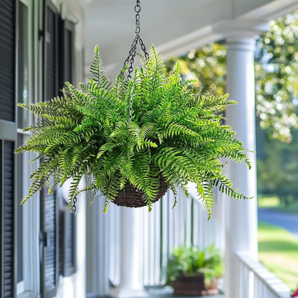 Lush Boston Fern Hanging Basket