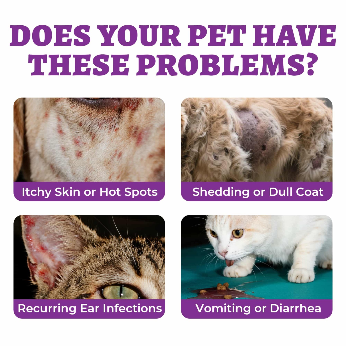 Wellix Calming Treats for Cats – 13.5oz Chicken-Flavored with Chamomile & Melatonin, Aids Relaxation & Anxiety Relief for Indoor Cats & Kittens-CritterCorner