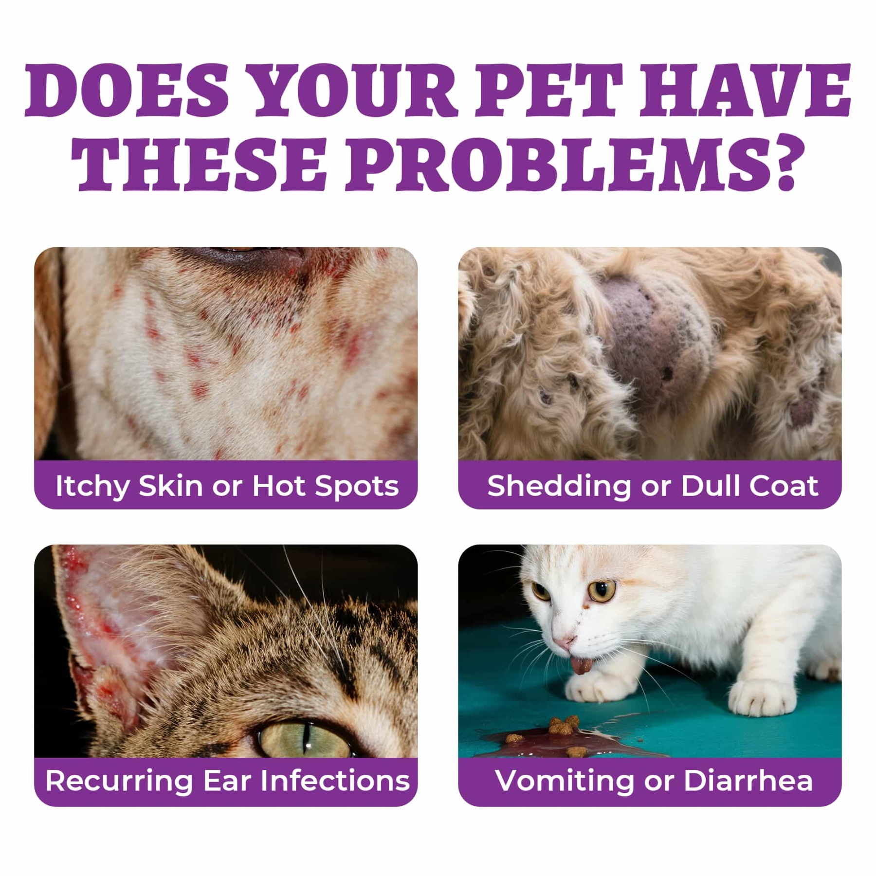 Wellix Calming Treats for Cats – 13.5oz Chicken-Flavored with Chamomile & Melatonin, Aids Relaxation & Anxiety Relief for Indoor Cats & Kittens-CritterCorner