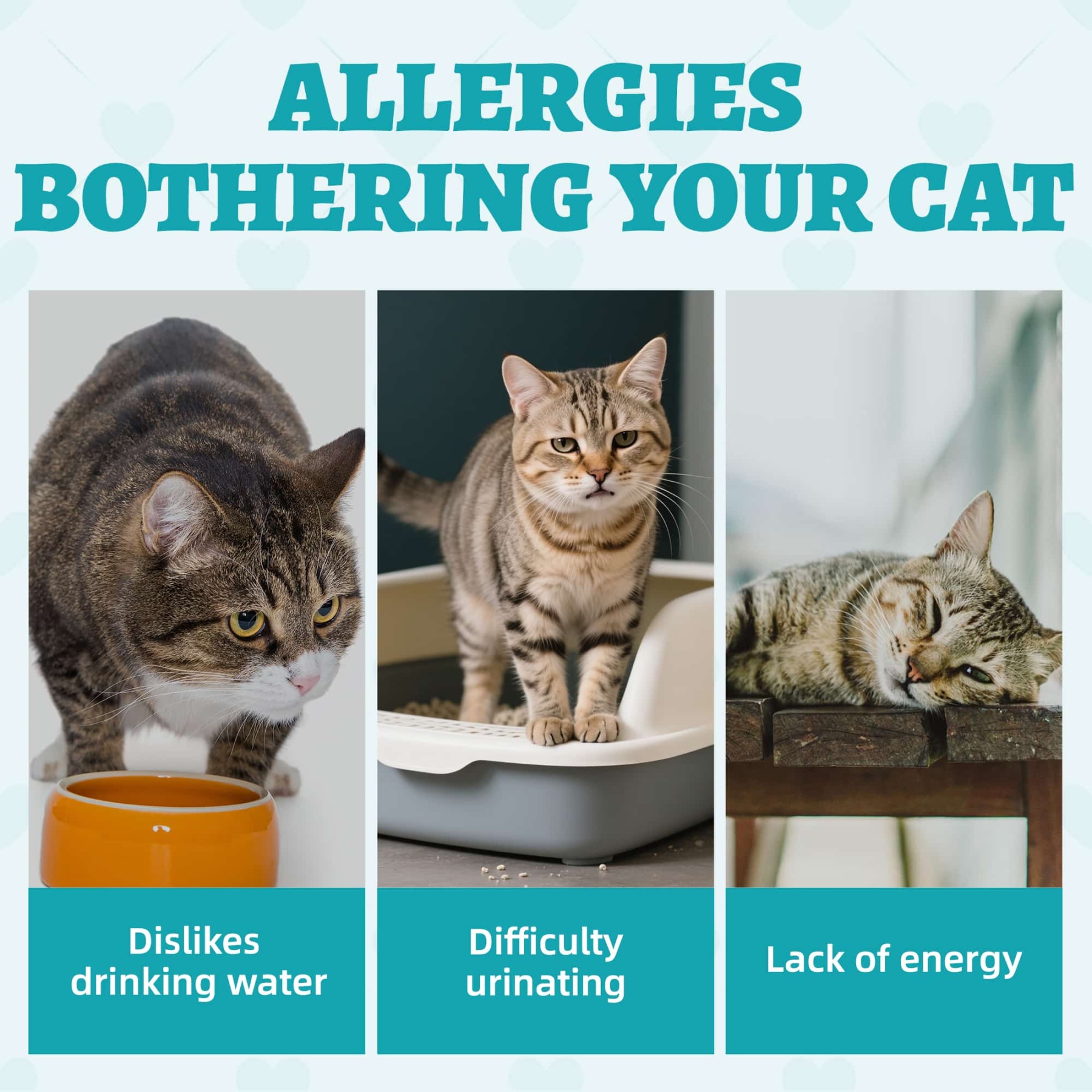 Wellix Urinary Tract Treats for Cats – 13.5oz Chicken-Flavored Biscuits with Dandelion & Cranberry, Supports Urinary Tract Health for Indoor Cats & Kittens-CritterCorner