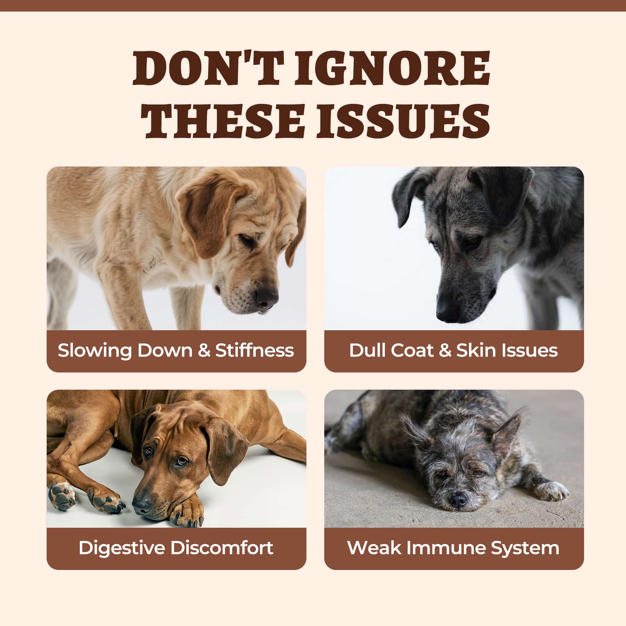 Wellix Bone Broth Powder for Dogs & Cats –  8.8oz Dog Food Toppers with Chondroitin and Collagen for Joint & Gut Health-CritterCorner