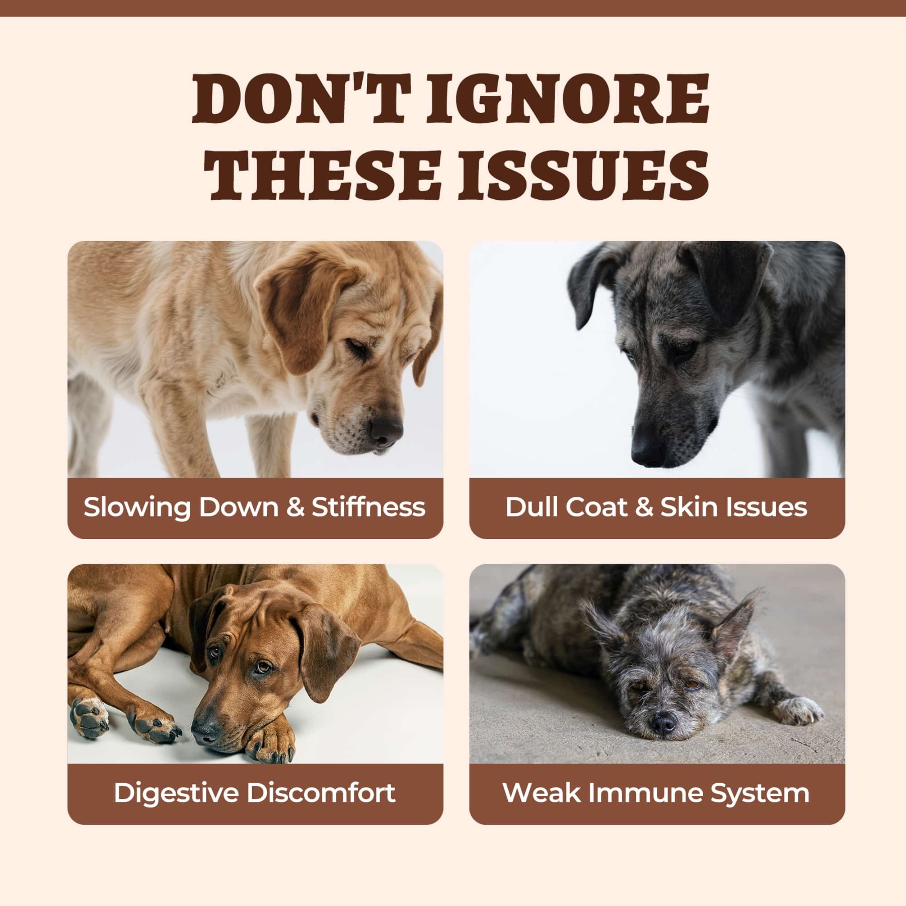 Wellix Bone Broth Powder for Dogs & Cats –  8.8oz Dog Food Toppers with Chondroitin and Collagen for Joint & Gut Health-CritterCorner