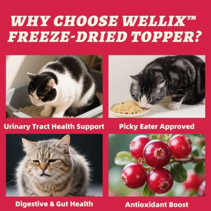 Wellix Cranberry Topper for Cats & Dogs – 7.05 oz Freeze Dried Cranberry, Egg Yolk & Chicken Formula, Low-Calorie & Tasty, for Urinary Tract Function & Antioxidant Defense-CritterCorner