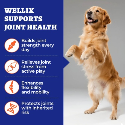 Wellix Dog Hip & Joint Bites – 260 Count Joint Supplement with Glucosamine, Chondroitin & MSM for Arthritis Pain Relief-CritterCorner