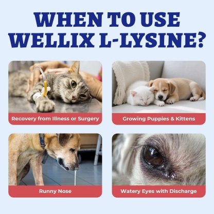 Wellix L-Lysine Drops for Cats & Dogs – 4 oz Chicken Flavor, Immune & Respiratory Support, Eye Care, Runny Nose & Cold Relief-CritterCorner