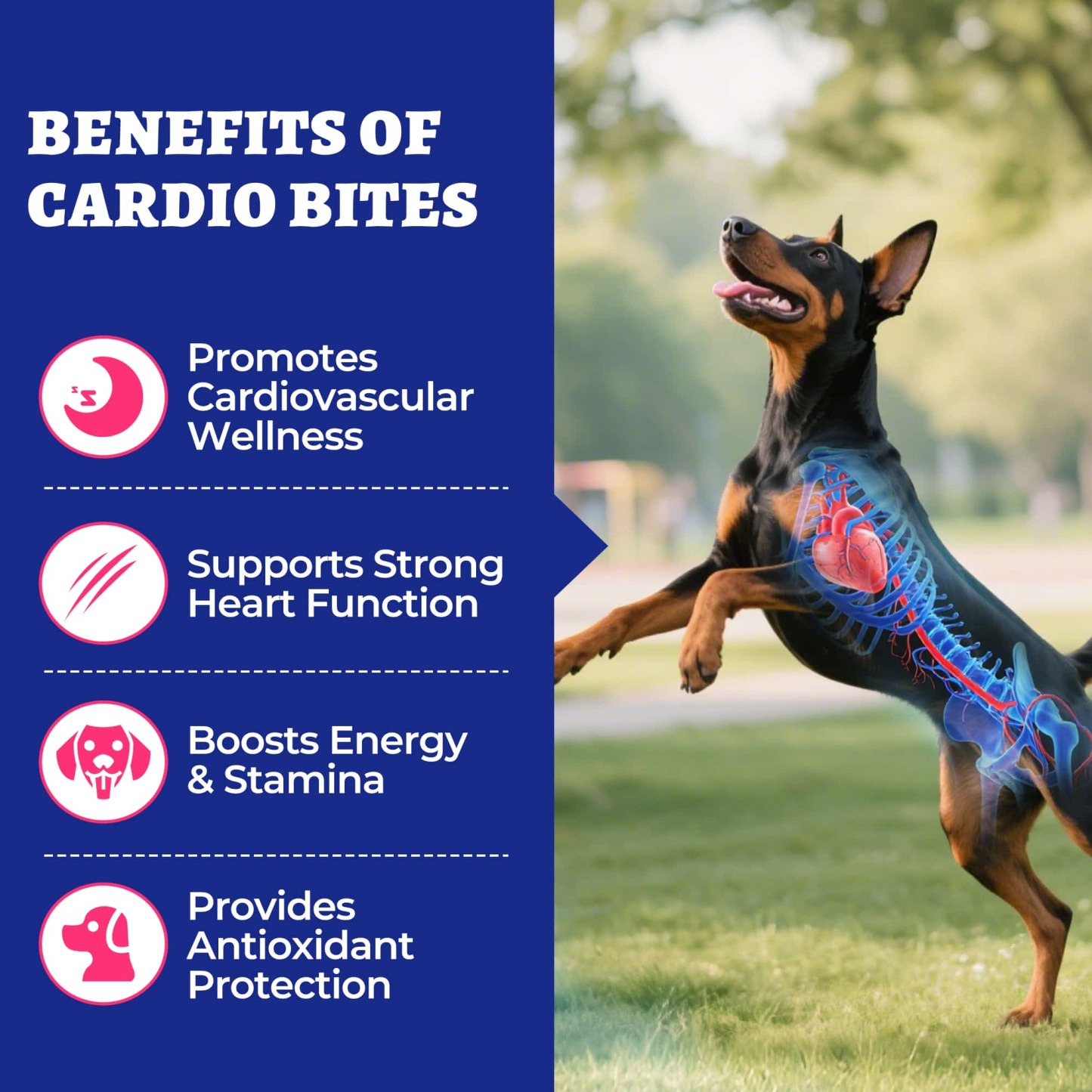 Wellix Cardio Bites for Dogs – 260 Counts with CoQ10, Taurine, Fish Oil & L-Carnitine, Supports Cardiovascular Health & Antioxidant-CritterCorner