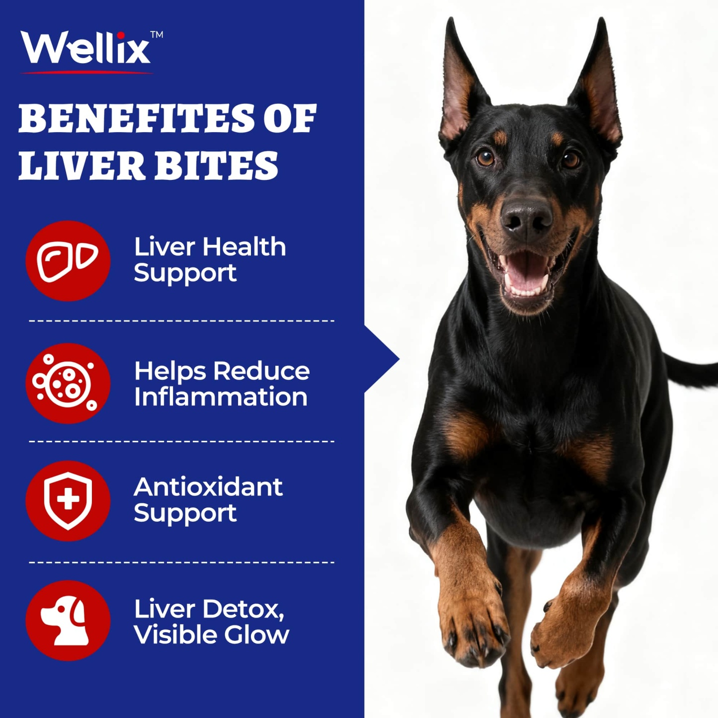 Wellix Liver Support for Dogs - Milk Thistle & Omega-3 Dog Supplement for Liver, Heart & Antioxidant Support - Chicken Flavor - 260 Bites-CritterCorner