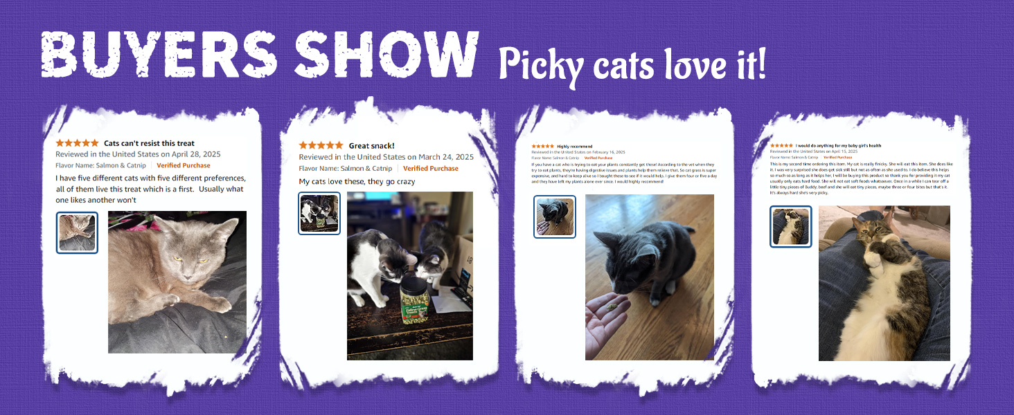 Blueberry Cat Treats for Indoor Cats