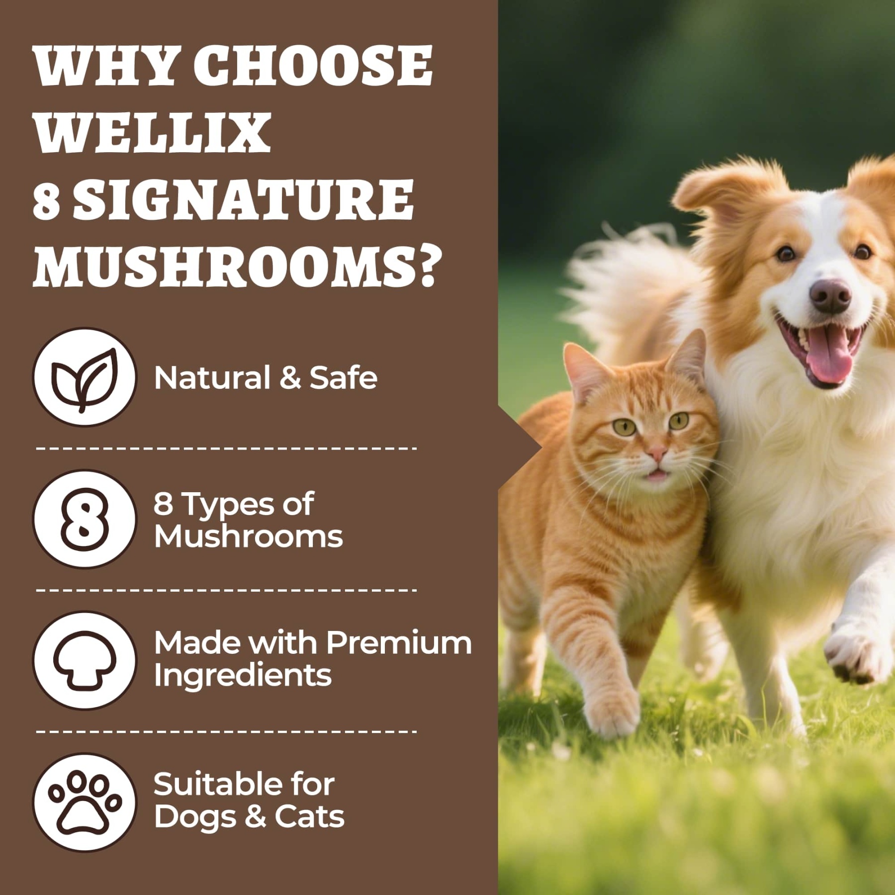 Wellix Mushroom Powder Powder for Dogs & Cats – With 8 Mushroom Blend Including Turkey Tail, Supports Immune, Digestive & Kidney Health-CritterCorner