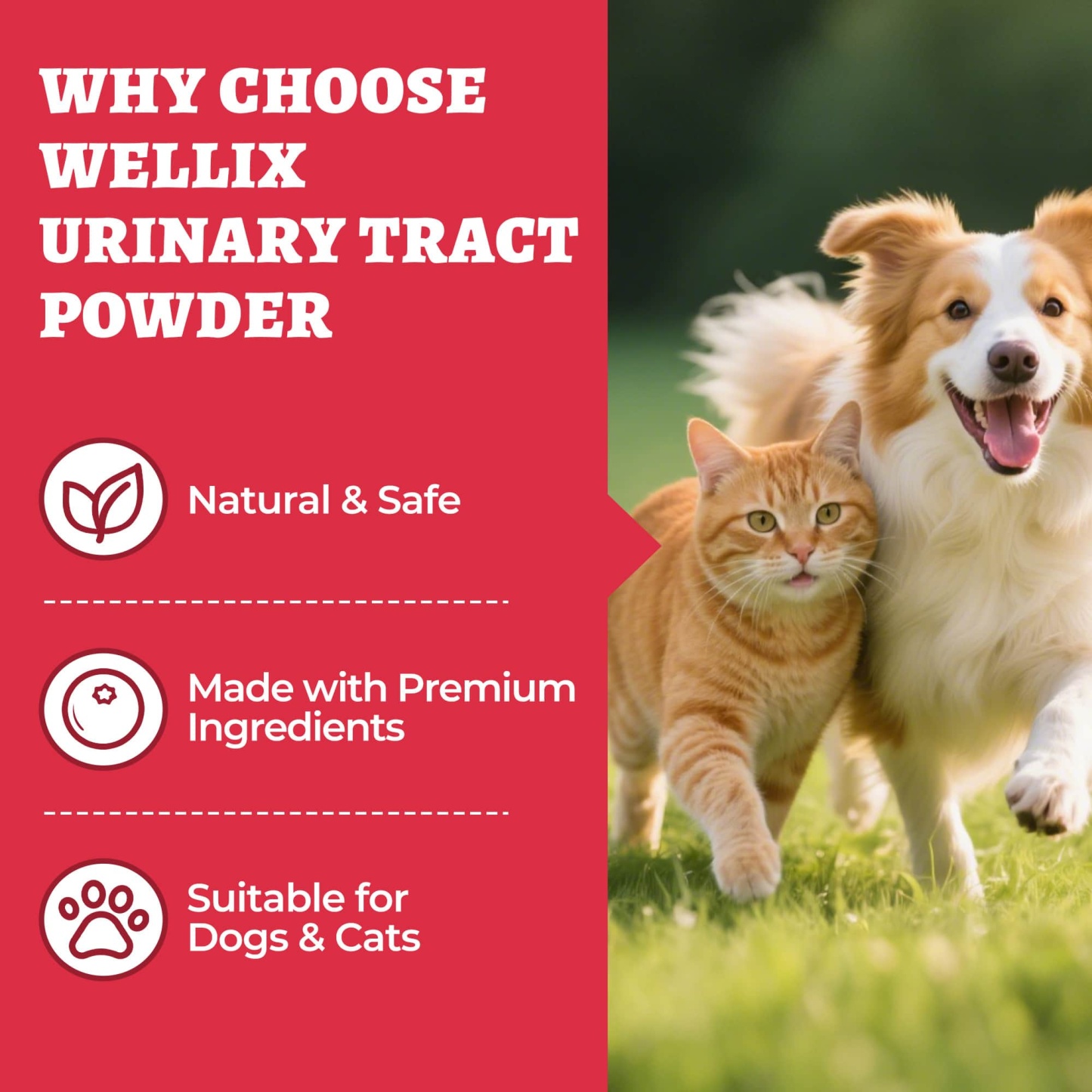Wellix Urinary Powder for Dogs & Cats – 8.8 oz with D-Mannose & Cranberry Powder for UTI, Bladder & Kidney Support-CritterCorner