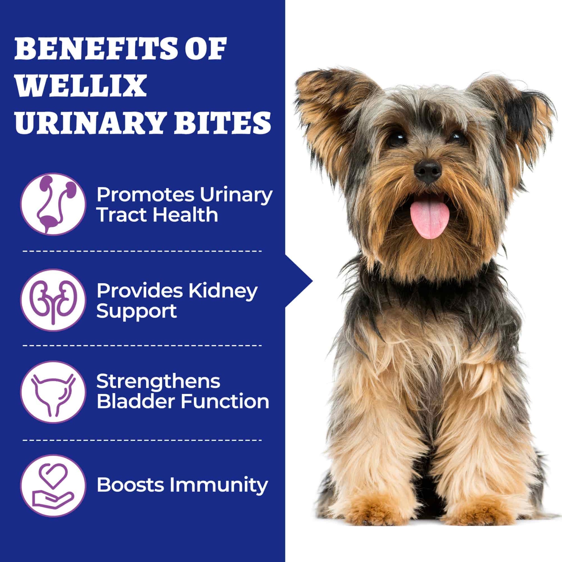 Wellix Urinary Bites for Dogs – 260 Count with Cranberry & D-Mannose for Urinary, Bladder & Kidney Support-CritterCorner