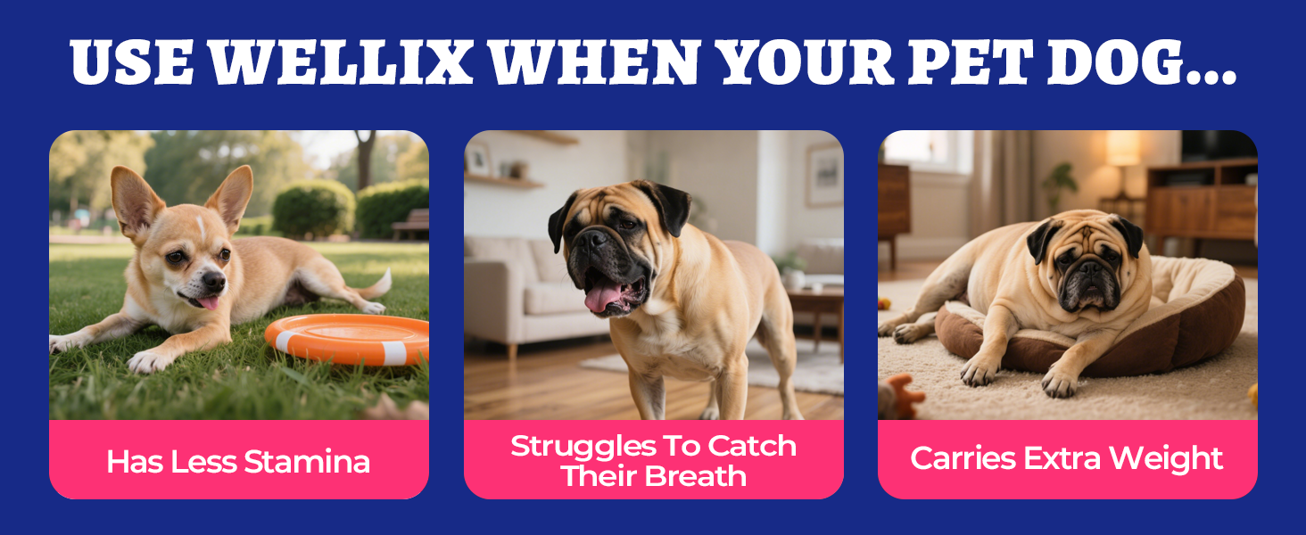 chewable heartworm pills for dogs