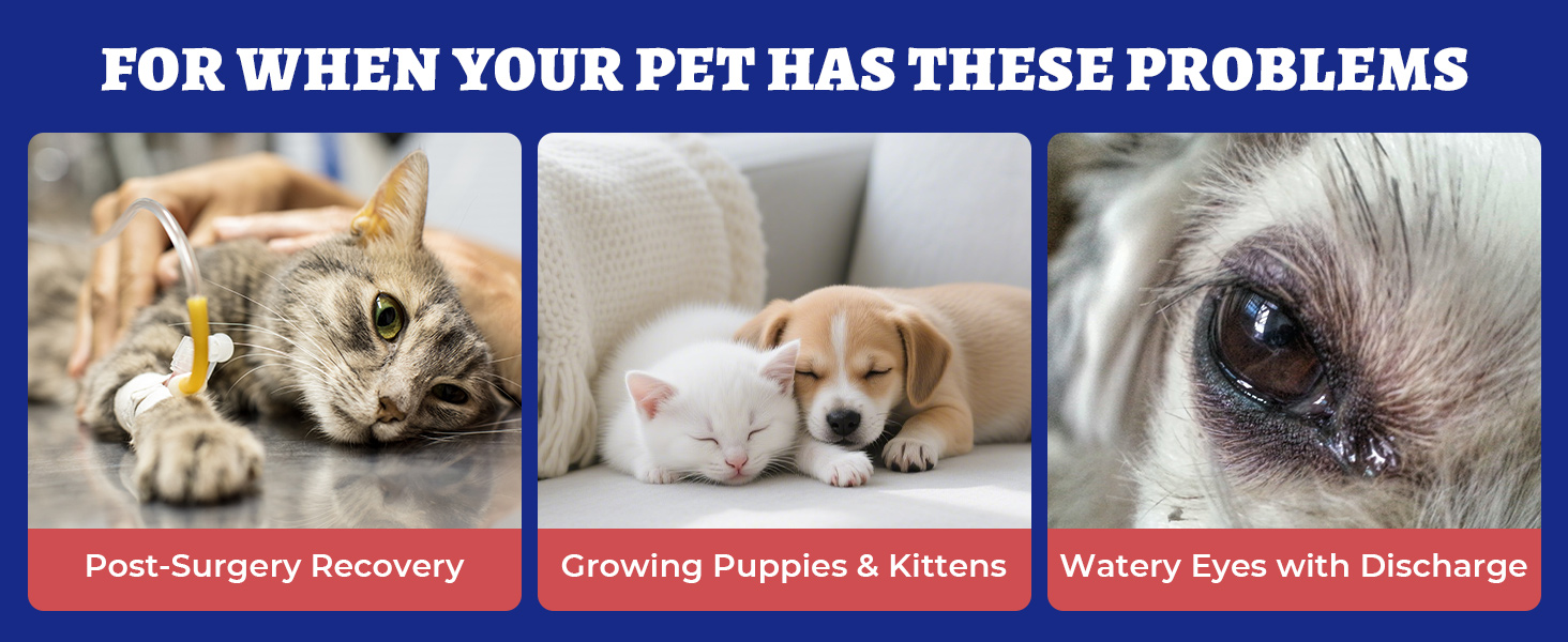 cat lysine supplement