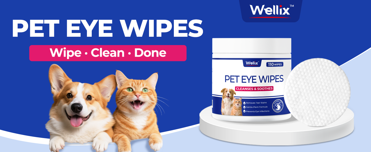 eye infection treatment for dogs