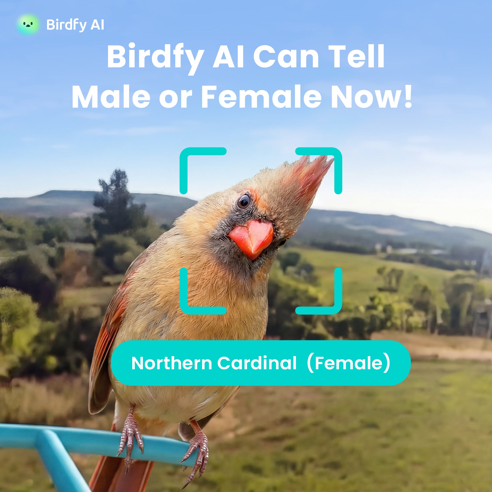 Feeder Bamboo - Smart Bird Feeder with Eco-friendly Material