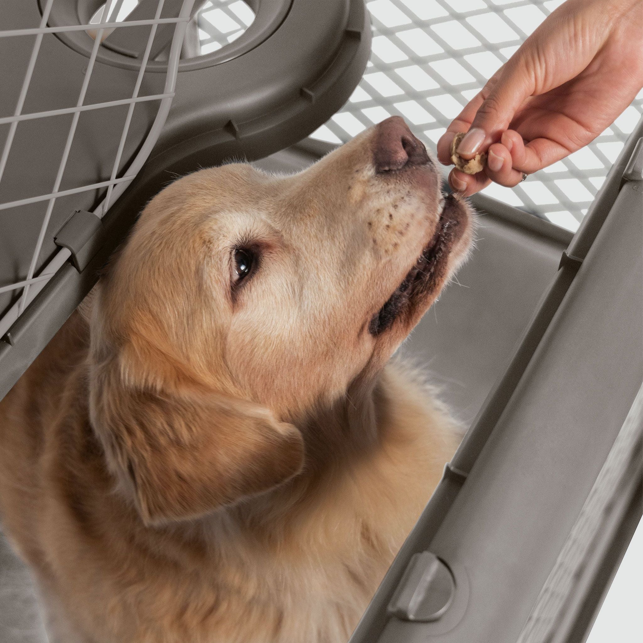Collapsible Dog Crate with Wheels - Premium Portable Dog Crate - Safe, Stylish, and Convenient Indoor Kennel