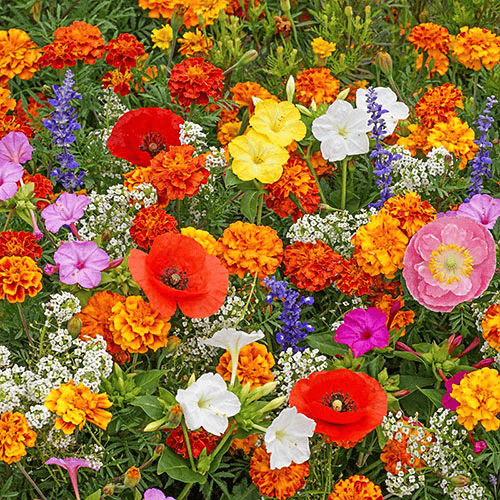 💝Mixed Perennial Flowers Seeds30- 60kinds mixed