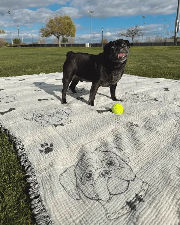 Party Blanket