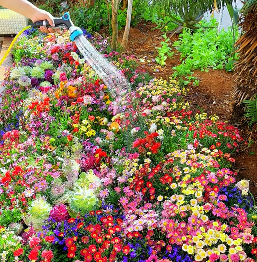 💝Mixed Perennial Flowers Seeds30- 60kinds mixed