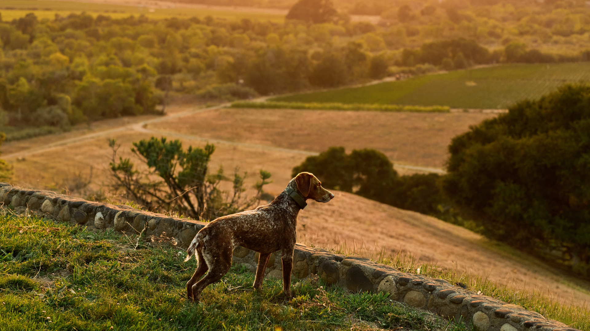 The #1 Rated GPS Dog Fence