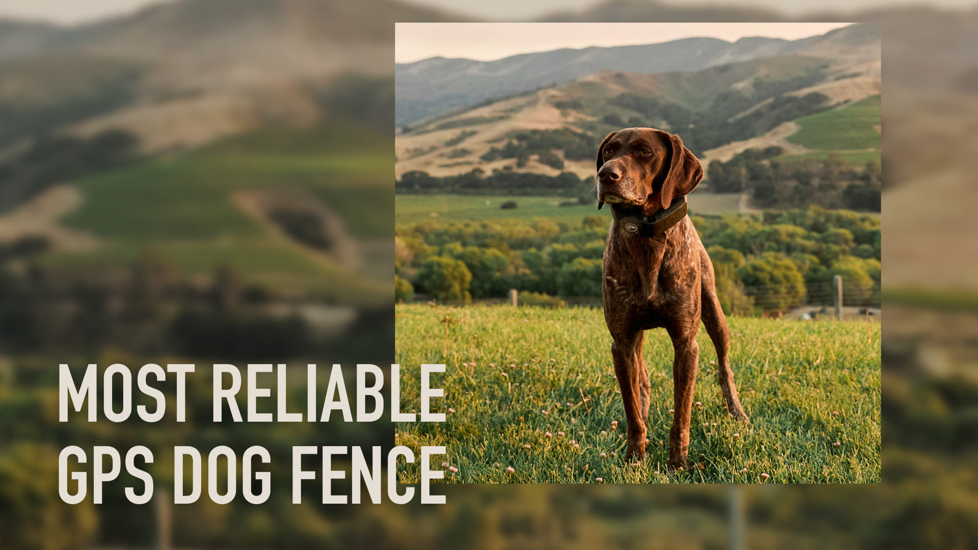 The #1 Rated GPS Dog Fence
