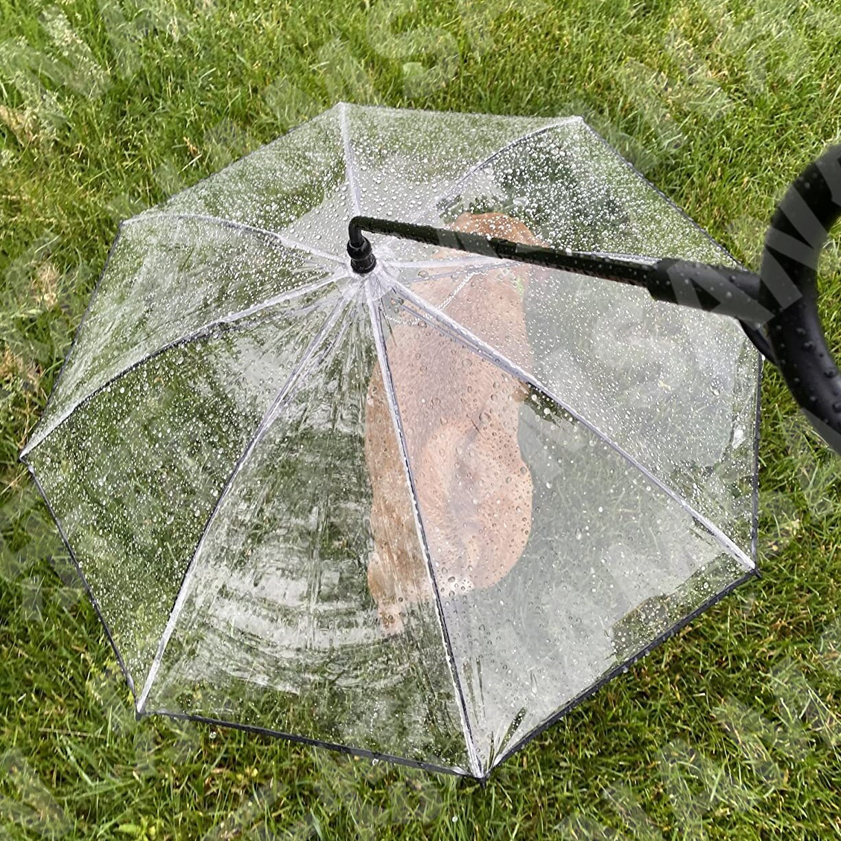 Transparent Pet Umbrella Dog C-Shaped Umbrella Adjustable Rainy Day Dog Walking Leash
