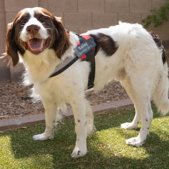 Personalized No Pull Dog Harness