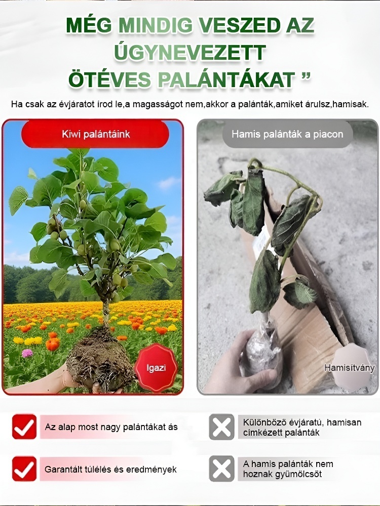 Fokozza a férfiak erejét Új zélandi bio kivi facsemete