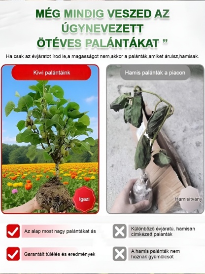 Fokozza a férfiak erejét Új zélandi bio kivi facsemete